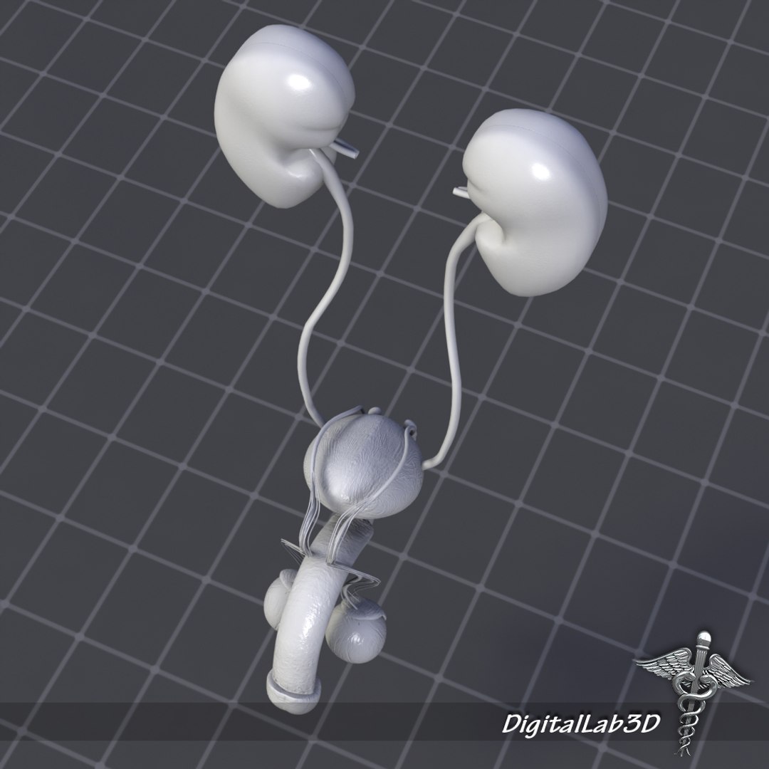 3d model uro urinary