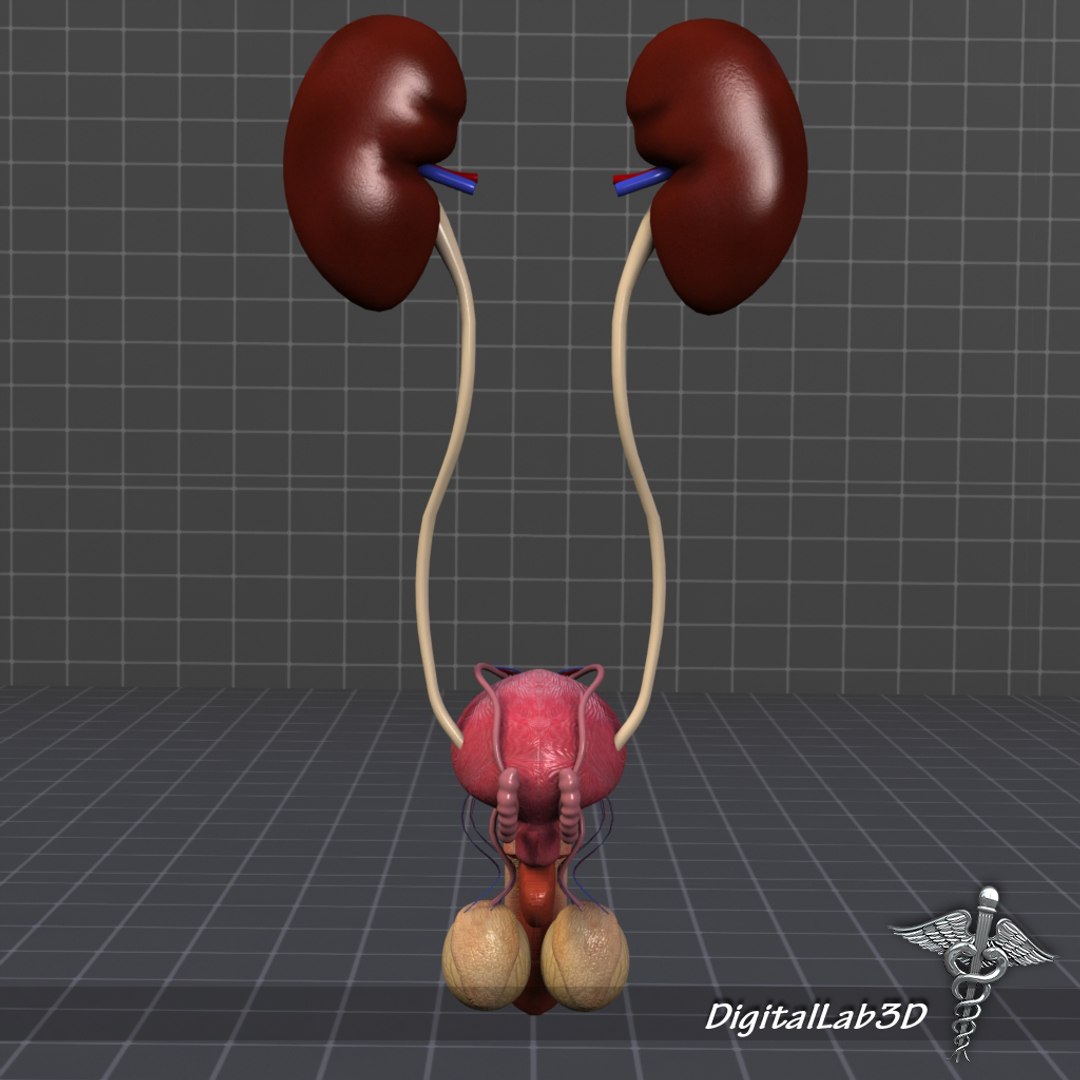 3d model uro urinary