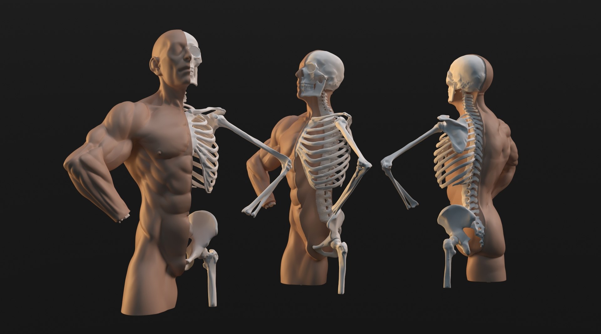 Full Human Skeleton Model Model - TurboSquid 2390067