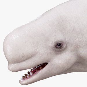 HQ Beluga Whale Mammal 3D model