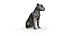 Staffordshire Bull Terrier