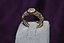 Ring 4