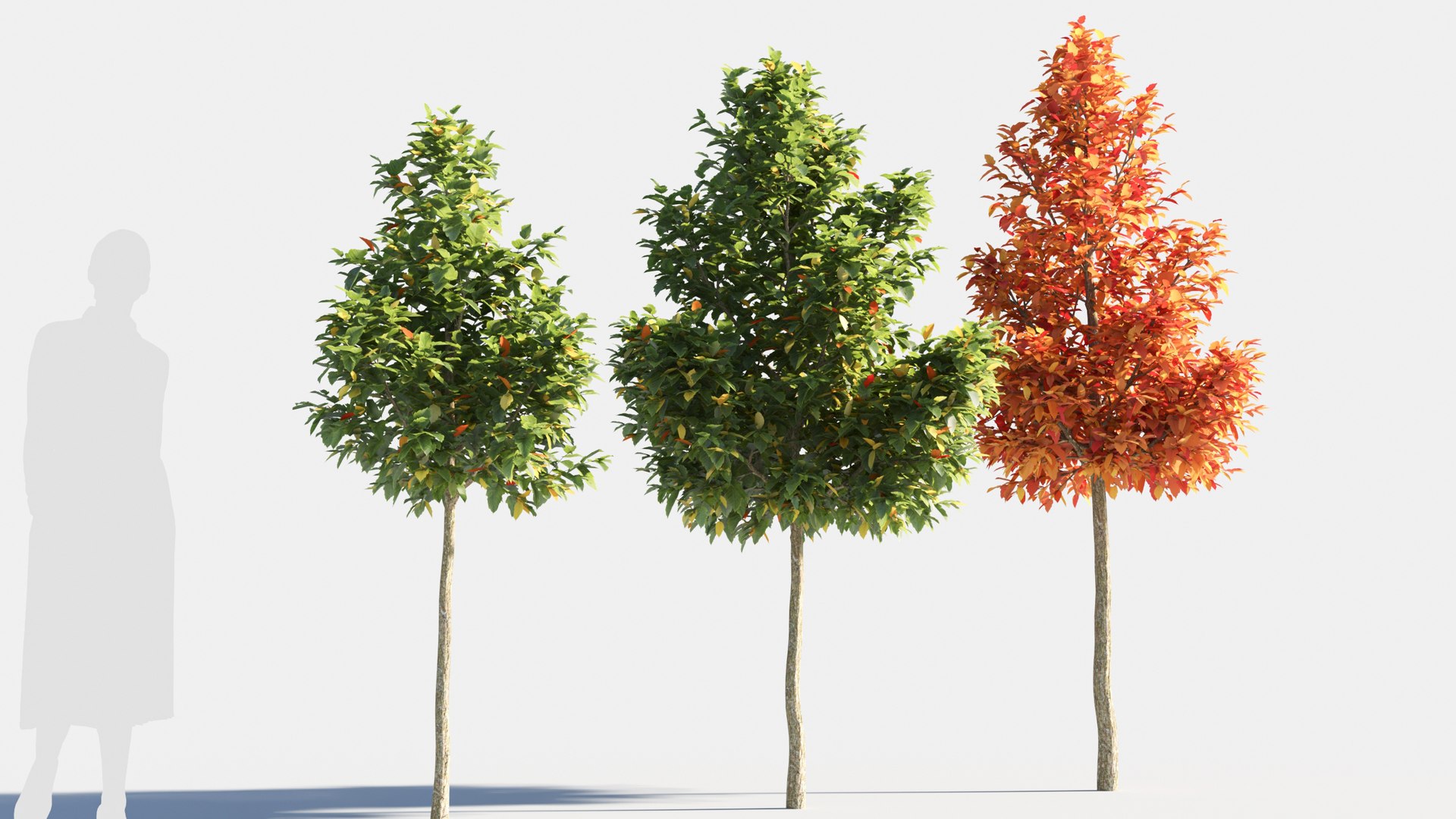 3D Acer Negundo Tree-1 - TurboSquid 2084664