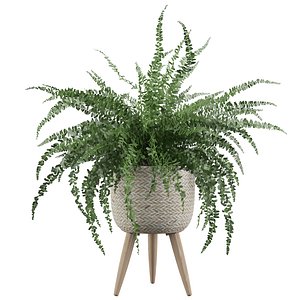 Fern indoor 01