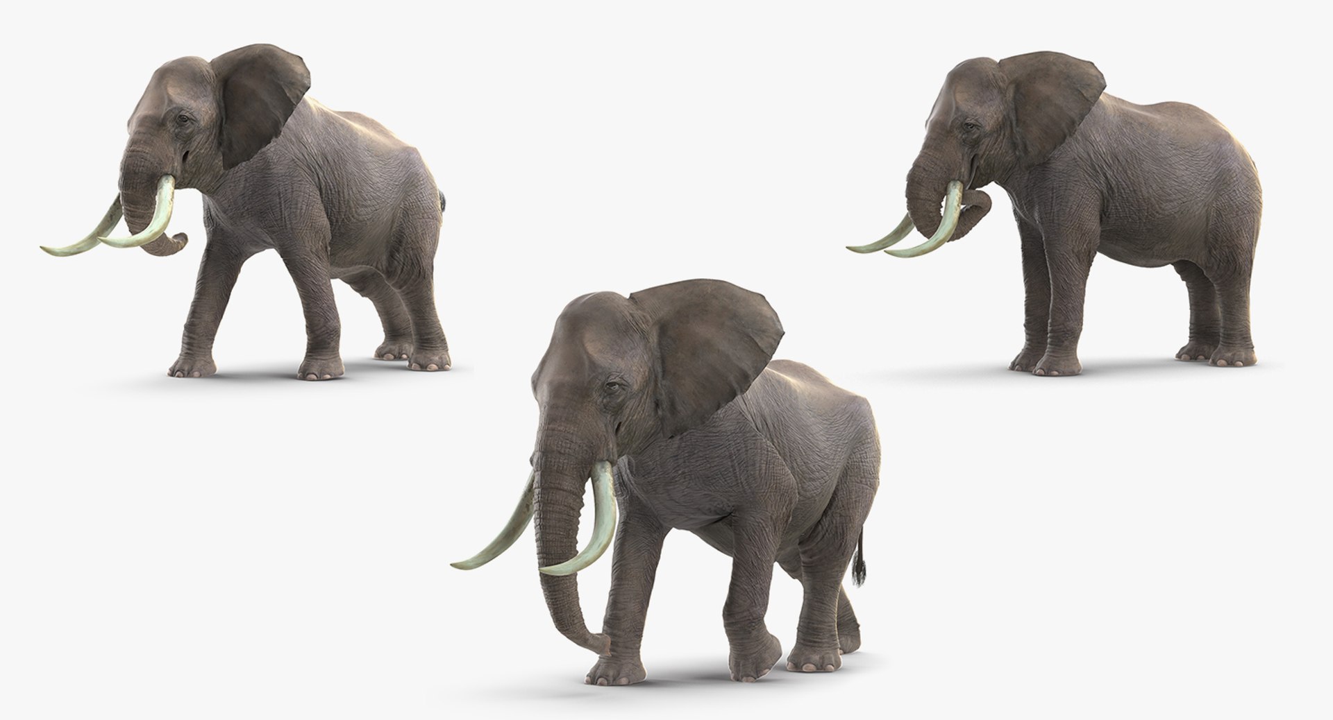 Animated Elephants Collection for Cinema 4D 3D model preview