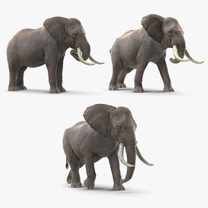 elephants mammal animal 3D model