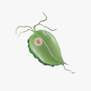 Trichomoniasis Trich Disease