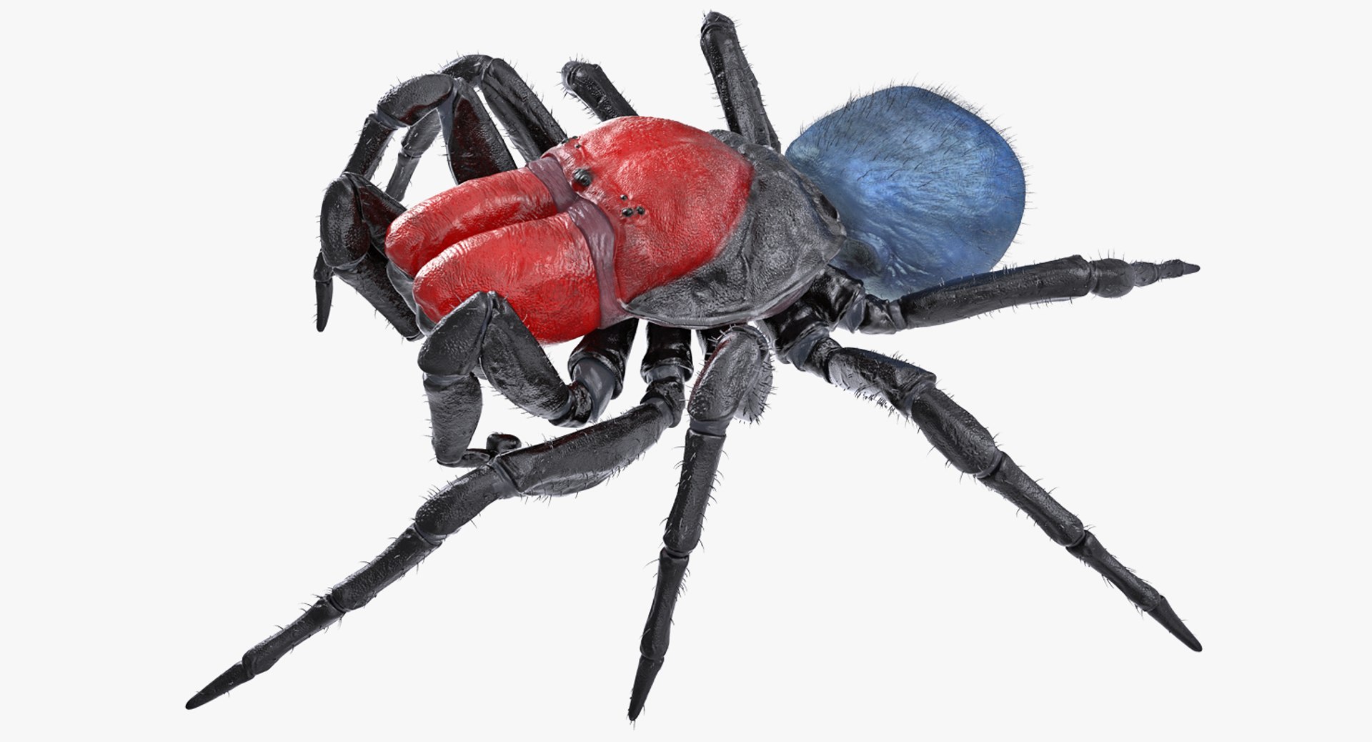 Missulena Spider with Fur 3D Model 3D model preview