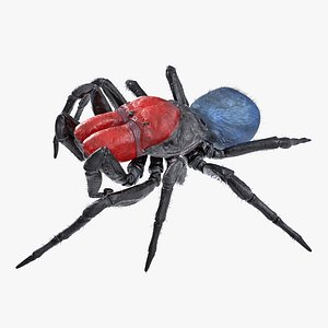 3D model missulena spider fur