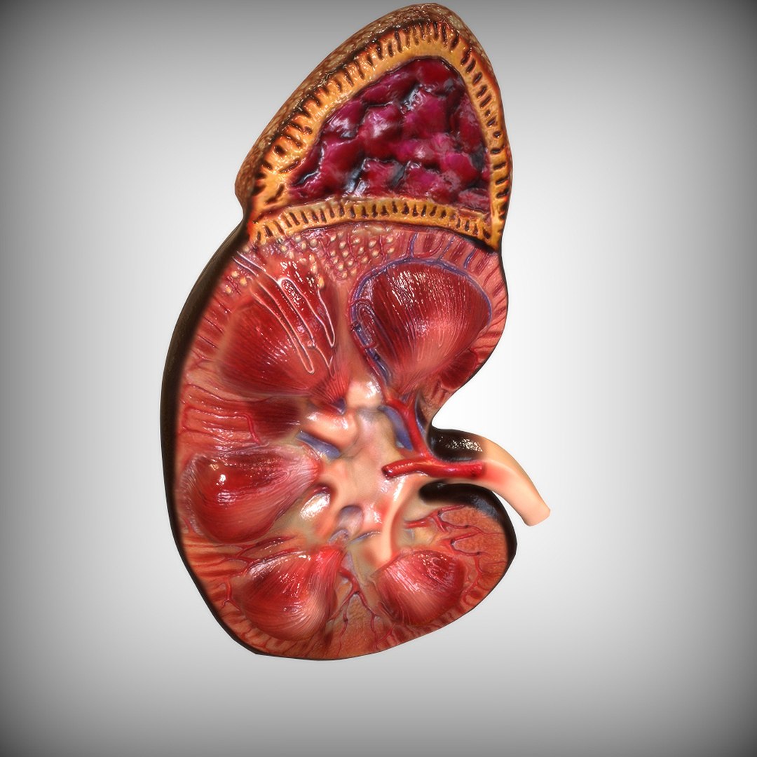 Kidney Human Anatomy 3D Model - TurboSquid 1520221