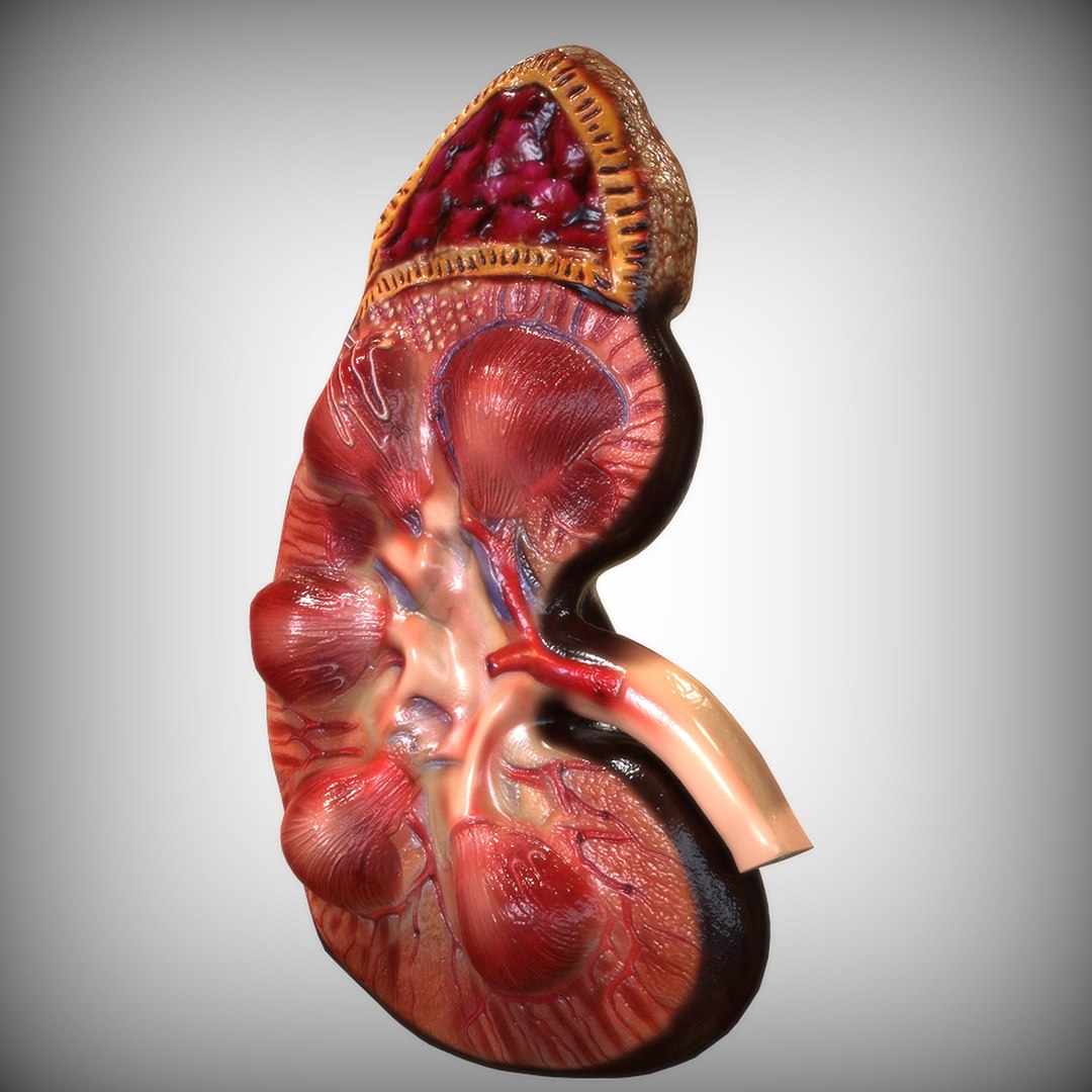 Kidney Human Anatomy 3D Model - TurboSquid 1520221