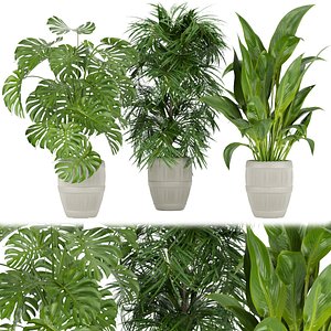 Collection plant vol 348 - leaf - palm - monstera - peace - lily - cinema 4d - 3dmax - blender 3D