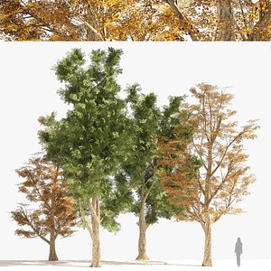 3D 4 Summer  Fall Street london plane trees model