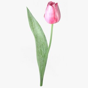 tulip flower 3d model