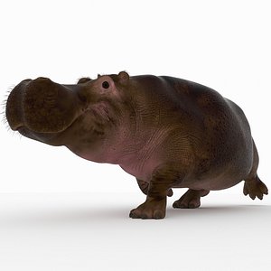 3D hippopotamus hippo