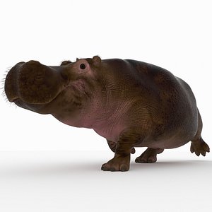 Hippopotamus
