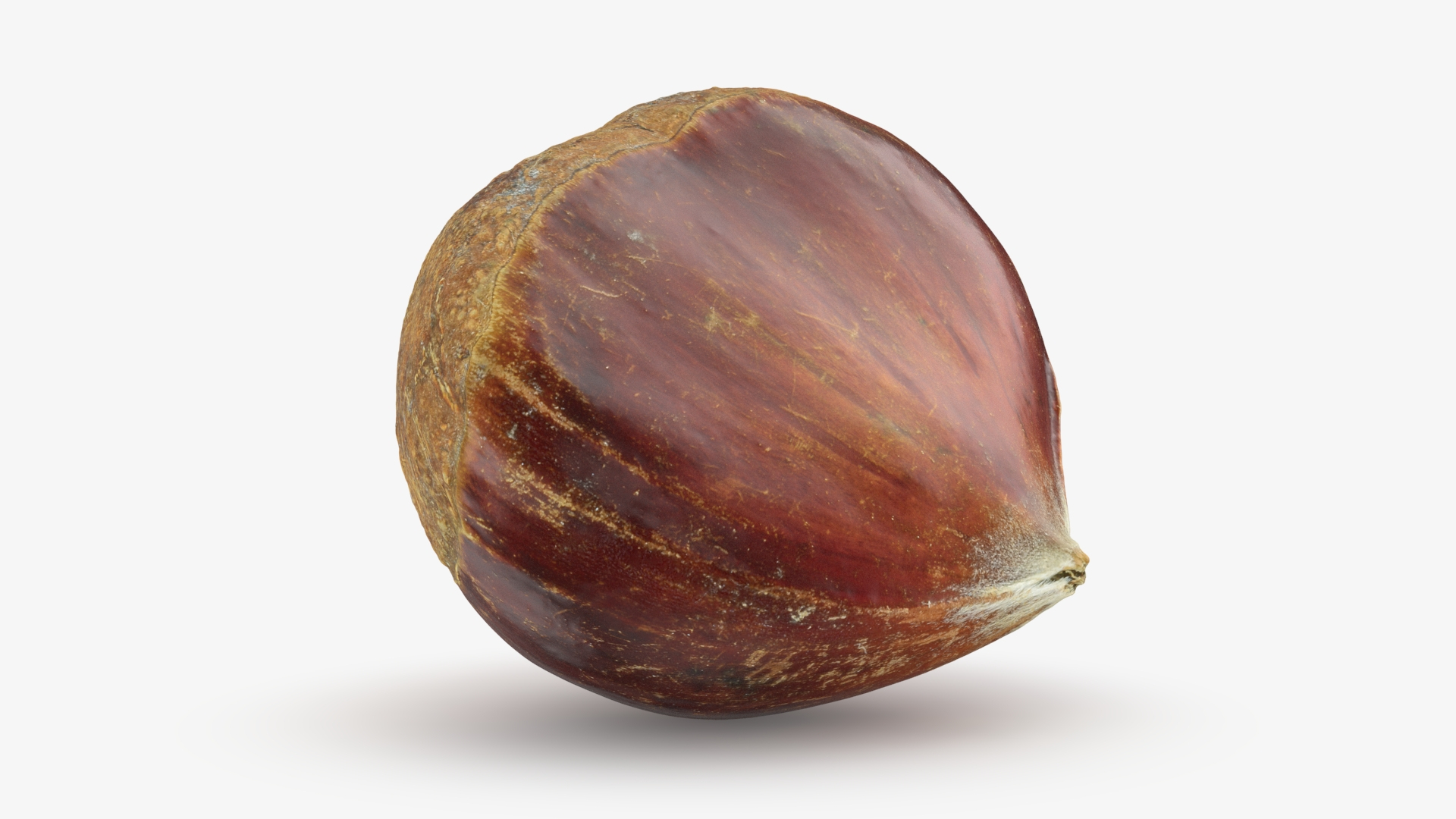 3D Chestnut Collection Model - TurboSquid 2349507