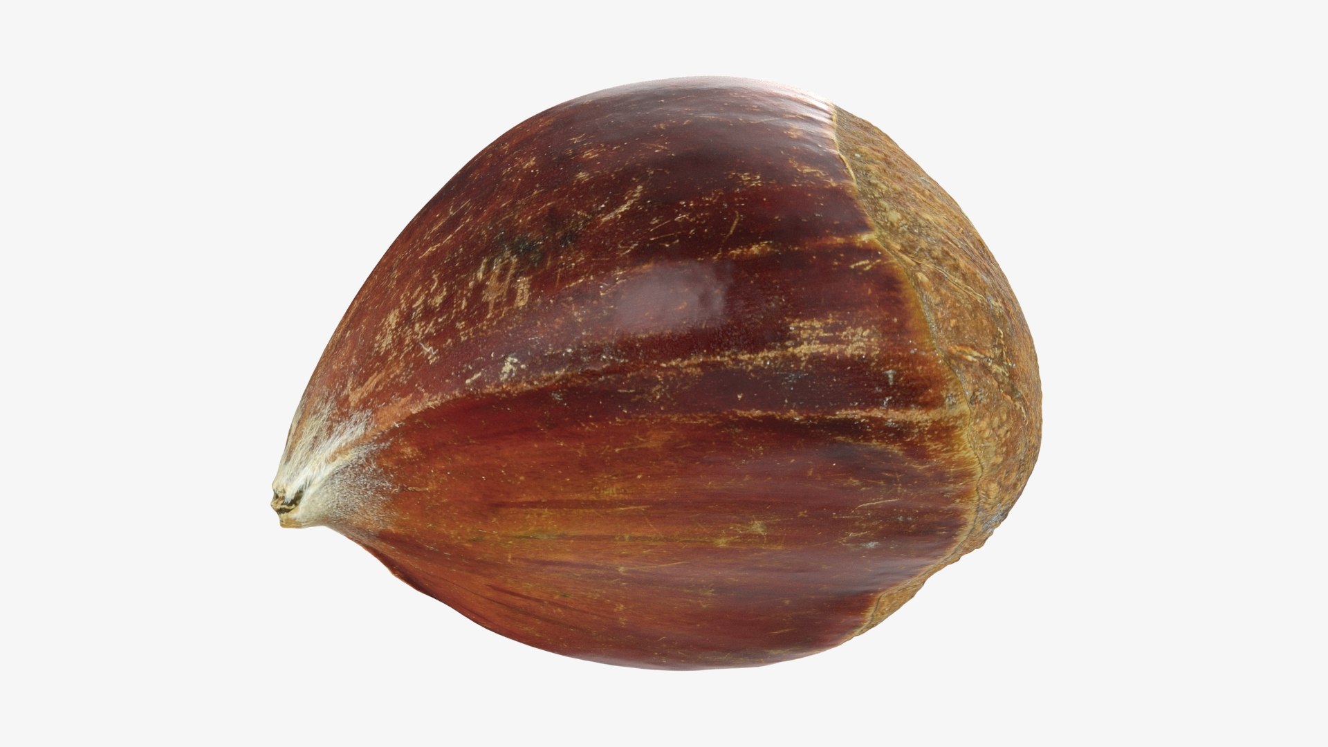 3D Chestnut Collection Model - TurboSquid 2349507