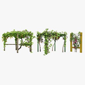 3D South African Kiwi Vines model