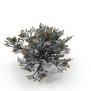 Egg Wrack seaweed V1Egg Wrack seaweed V1 model