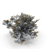 Egg Wrack seaweed V1Egg Wrack seaweed V1