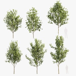 Fraxinus excelsior European ash