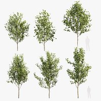 Fraxinus excelsior European ash
