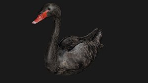 3D model black swan