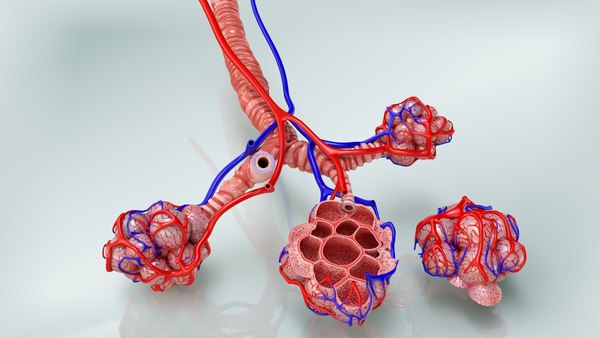 Anatomy lungs 3D - TurboSquid 1663595