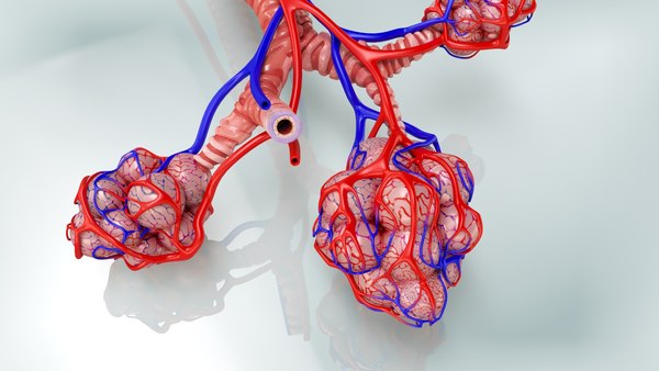 Anatomy lungs 3D - TurboSquid 1663595