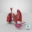 anatomy lungs 3D