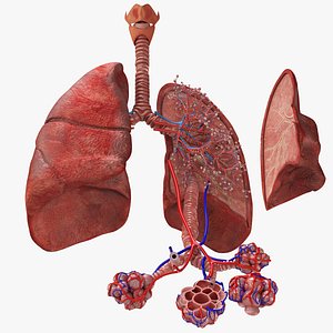 Anatomy of LUNGS