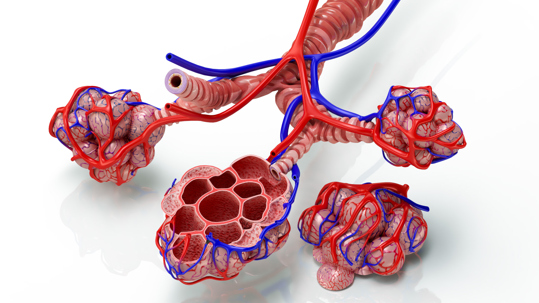 Anatomy lungs 3D - TurboSquid 1663595