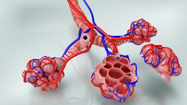 Anatomy lungs 3D - TurboSquid 1663595