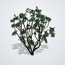 Camphor Tree Multi-Stem Shrub Form - Cinnamomum camphora