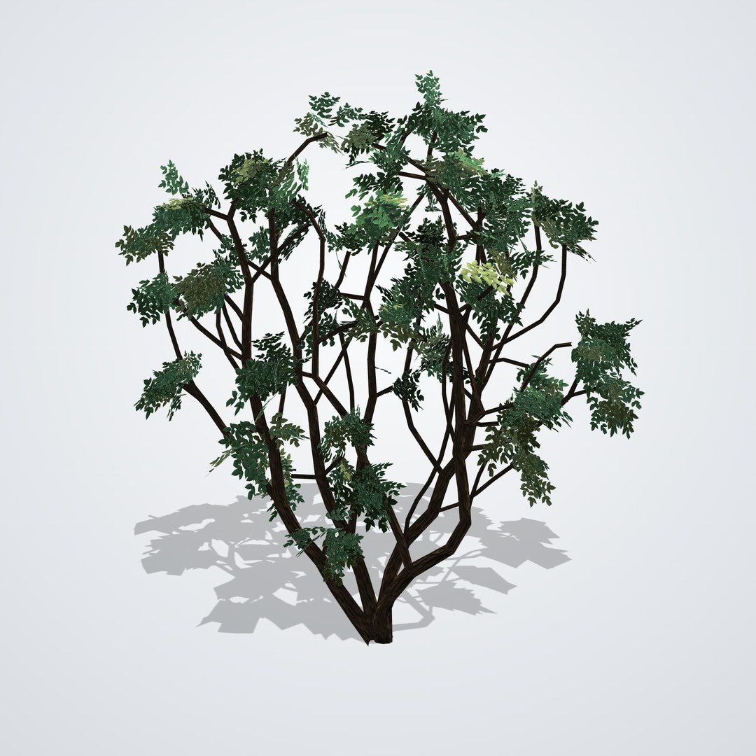 20 Trees Collection - Ornamental, Fruit and Shade Trees model https://p.turbosquid.com/ts-thumb/Ai/DqZJMK/1z/cinnamomumcamphoraarbustivo_04_side_left/png/1792518166/1920x1080/fit_q87/61ea99002542ab844a84780ca5316e13d941c146/cinnamomumcamphoraarbustivo_04_side_left.jpg