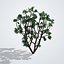 Camphor Tree Multi-Stem Shrub Form - Cinnamomum camphora