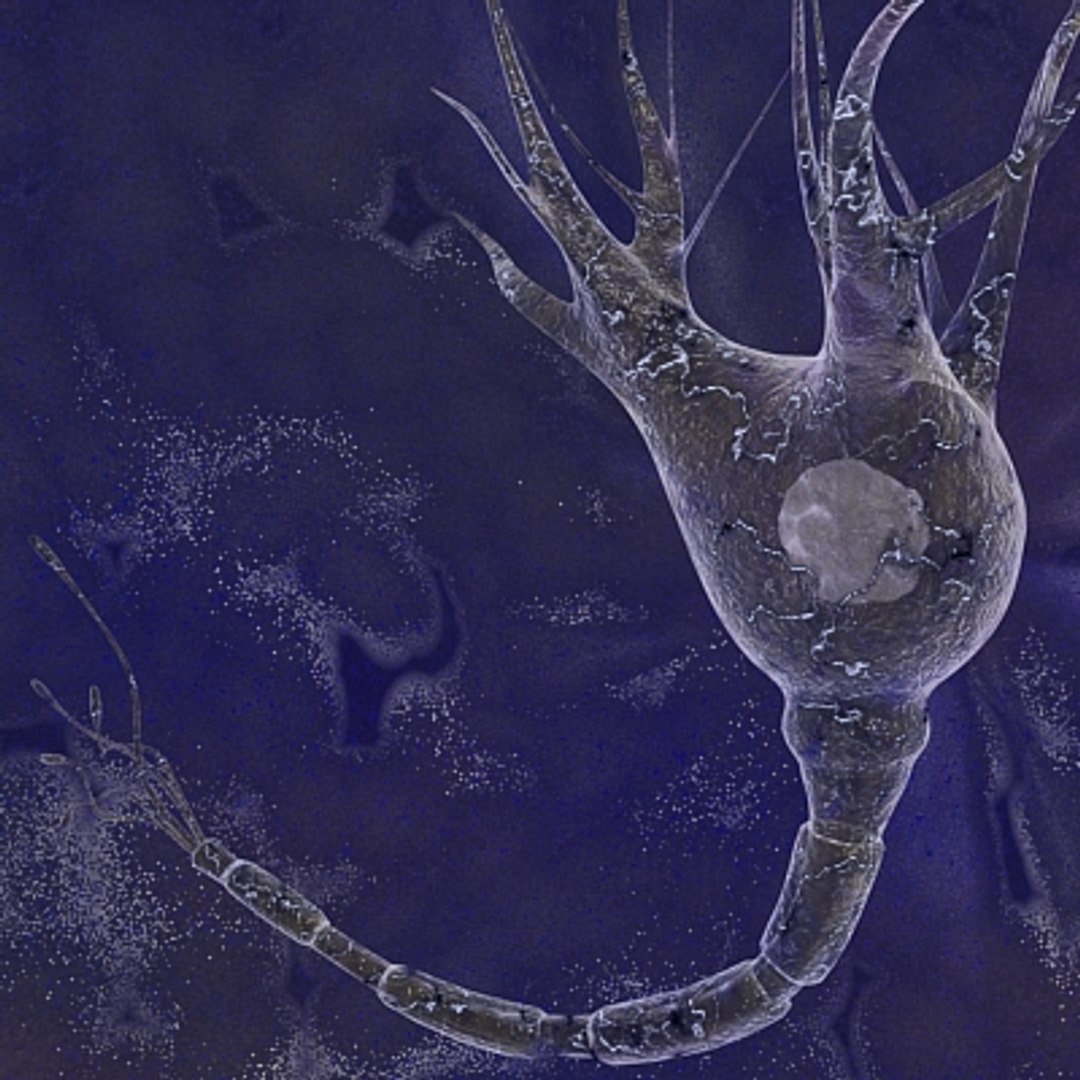 Brain Cell 3d Model
