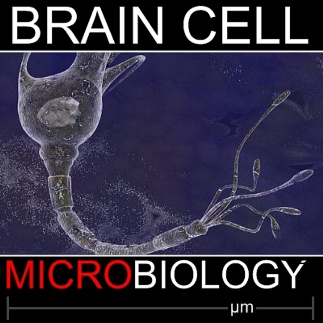 Brain Cell 3d Model