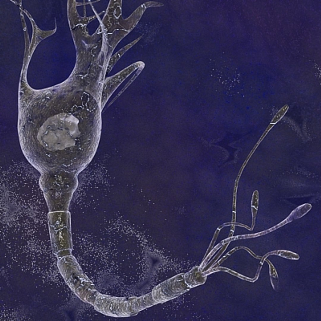 Brain Cell 3d Model