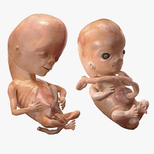 First Trimester Human Embryos Rigged Collection for Cinema 4D 3D model