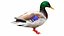 3D Waterfowl Collection 9 in 1 model