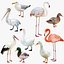 3D Waterfowl Collection 9 in 1 model