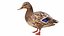 3D Waterfowl Collection 9 in 1 model