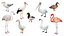 3D Waterfowl Collection 9 in 1 model