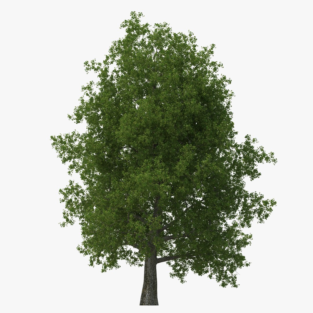 Yellow Poplar Old Tree Summer 3D model preview