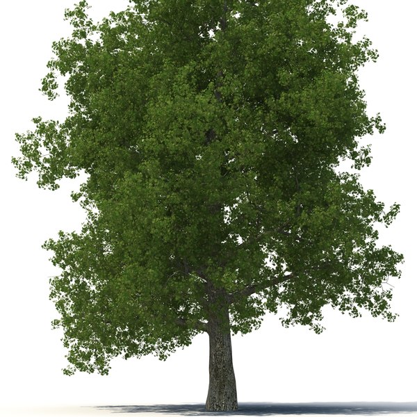 yellow poplar old tree 3d max