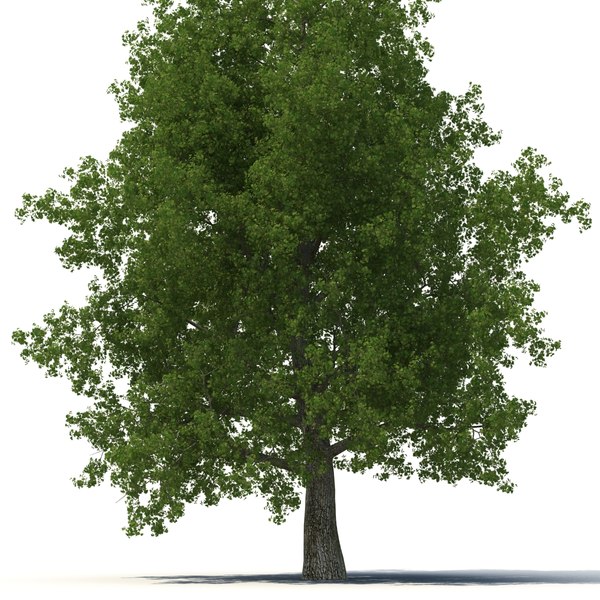 yellow poplar old tree 3d max