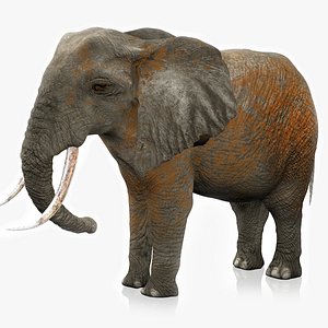 3D African Elephant RIGGED L2373 model