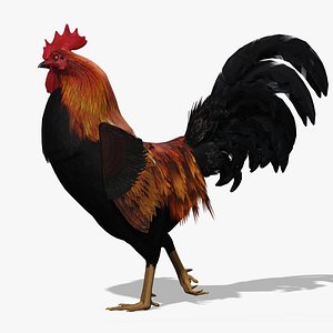 Rooster USD Models for Download | TurboSquid